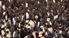 Gathering National Geographic GIF - Gathering National Geographic Penguin Parent Powers GIFs