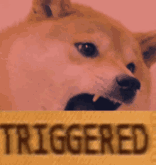 Doge Meme Triggered GIF