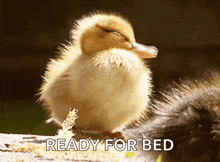 a baby duck is sitting on a rock with the words " ready for bed " next to it