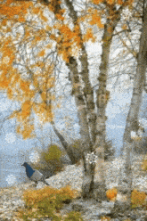 a blue and white bird sitting under a tree with snowflakes falling