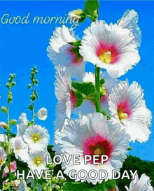 a bunch of white and pink flowers with the words `` good morning love pep have a good day ''
