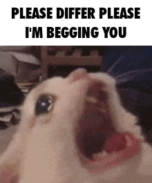 a white cat with its mouth open and the words `` please differ please i 'm begging you '' written on it .
