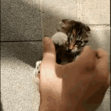 Lovely Cat GIF - Lovely Cat Hug GIFs