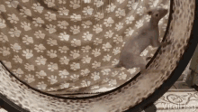 a cat is playing in a cat tunnel with paw prints on it