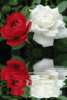 a red and a white rose are reflected in the water