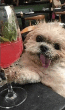 a dog is laying on a table next to a glass of pink liquid