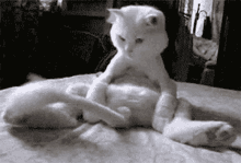 Funny Cat GIF - Funny Cat GIFs