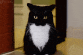 This Can'T Go On Maxwell GIF - This Can'T Go On Maxwell Cat GIFs