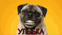 улыбка собака улыбнись счастье зубы GIF