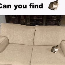 Cat Meme Can You Find GIF