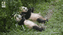 Funnypanda Eatingpanda GIF - Funnypanda Eatingpanda Panda GIFs