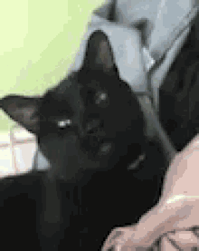 Cats Funny Animals GIF - Cats Funny Animals Black Cat GIFs