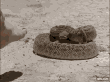 disney holes barfbag snake bite