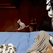a cat is sitting on a blue blanket in a room