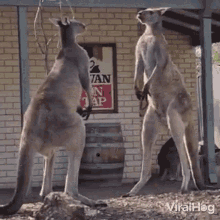 Kangaroos Viralhog GIF - Kangaroos Viralhog Fighting GIFs