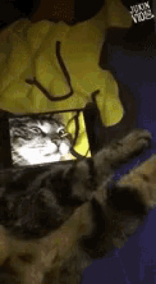 Cat Tricks Cell Phone GIF - Cat Tricks Cell Phone Cat Face GIFs