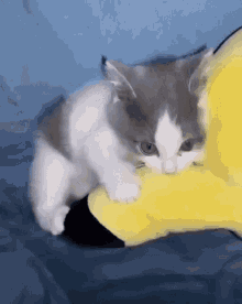 Biting Kitten GIF - Biting Kitten Kicking GIFs