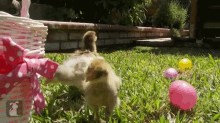 Three Baby Chicks GIF - Chicks Animals Easter GIFs