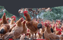 Chicken Chikn GIF - Chicken Chikn GIFs