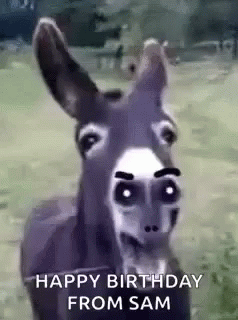 Happy Birthday From Sam Donkey GIF - Happy Birthday From Sam Donkey -  Discover & Share GIFs