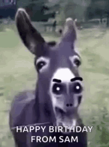 Happy Birthday From Sam Donkey GIF - Happy Birthday From Sam Donkey GIFs