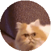 Cat Angry Angry Cat Sticker - Cat Angry Angry Cat Cat Stickers