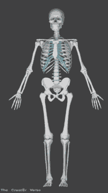 Skeleton GIF
