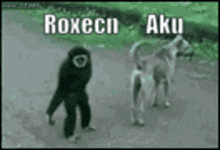 Aku Roxecn GIF - Aku Roxecn Monkey GIFs