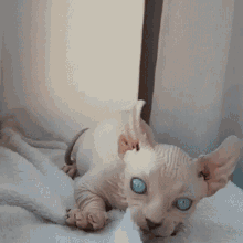 Sphynx Cat GIF - Sphynx Cat Cute GIFs