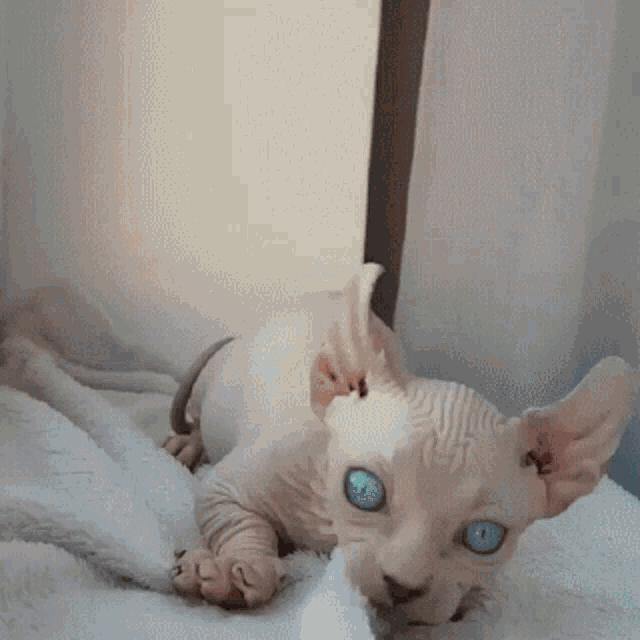 Sphynx Cat GIF - Sphynx Cat Cute - Discover & Share GIFs