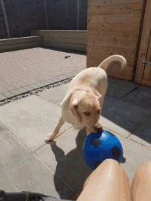 dog pet cute ball play time