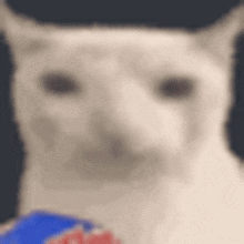 a close up of a white cat 's face with a blue object in the background .