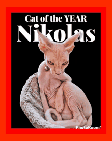 Nikolas_sphinx_cat Cats GIF