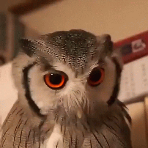 Ovo Owls GIFs | Tenor