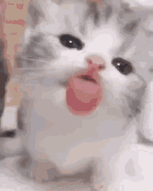 Cat Lick Ball GIF - Cat Lick Ball GIFs