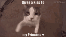 princess kiss cat love