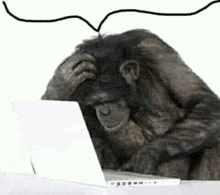 a chimpanzee is scratching his head while looking at a laptop .
