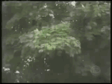 Bear Trampoline GIF - Bear Trampoline Mimir GIFs