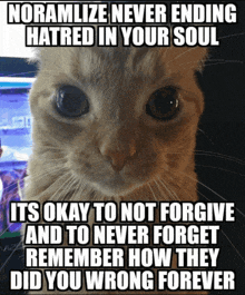 a picture of a cat with a caption that says noramlize never ending hatred in your soul