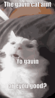 Gavin Cat Cat GIF - Gavin Cat Cat Weird Cat GIFs