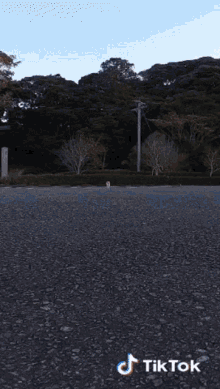 a cat is walking down a road with a tik tok watermark