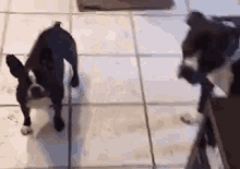 Beatrice The Frenchbo Hungry GIF - Dog Frenchbo Hungry GIFs