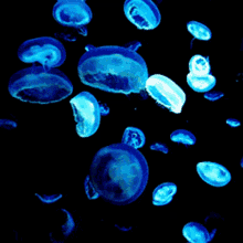 jellyfish dance sea