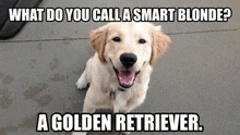 a golden retriever is sitting on the sidewalk with a joke about a smart blonde .