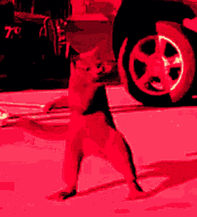 Cat Dancing GIF - Cat Dancing Whip GIFs