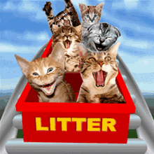 cats rollercoaster kitty kittens ride