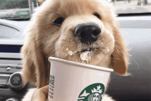 Starbucks Cute GIF - Starbucks Cute Puppy GIFs