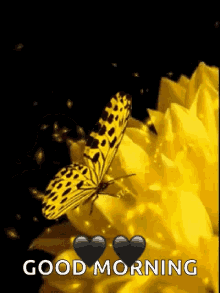 Yellow Butterfly GIF