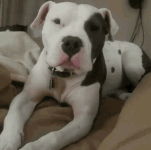 Pitbull Cute GIF - Pitbull Cute Pet GIFs