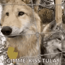 Wolf Gimmie Kiss GIF - Wolf Gimmie Kiss Tula GIFs